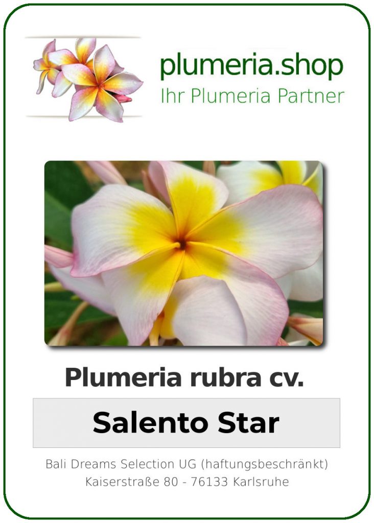 Plumeria rubra cv. "Salento Star" - unbewurzelter Steckling