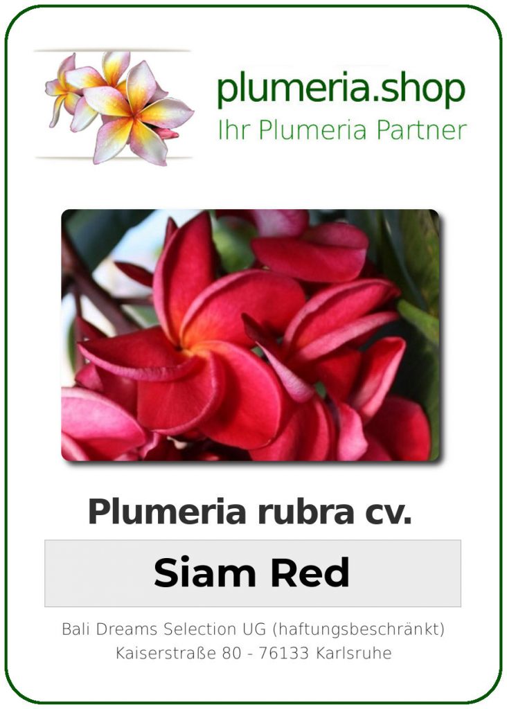 Plumeria rubra "Siam Red"