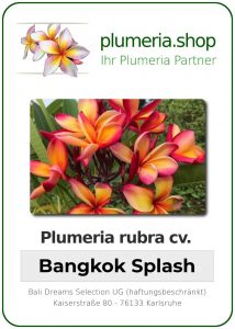 Plumeria rubra - "Bangkok Splash"