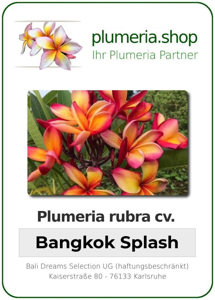 Plumeria rubra "Bangkok Splash"