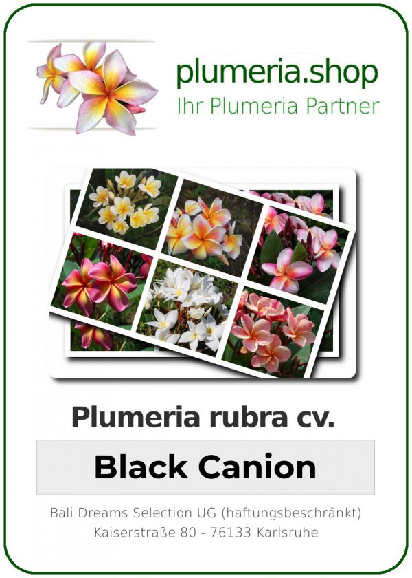 Plumeria rubra - &quot;Black Canion&quot;