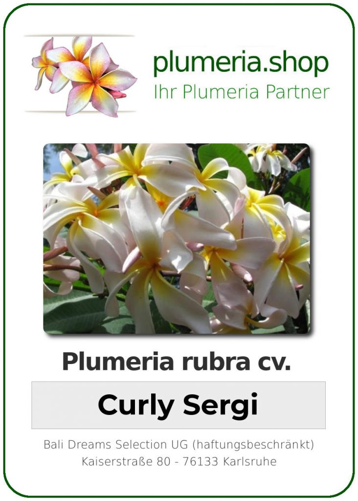 Plumeria rubra cv. "Curly Sergi" - unbewurzelter Steckling