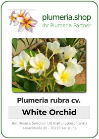 Plumeria rubra - &quot;White Orchid&quot;