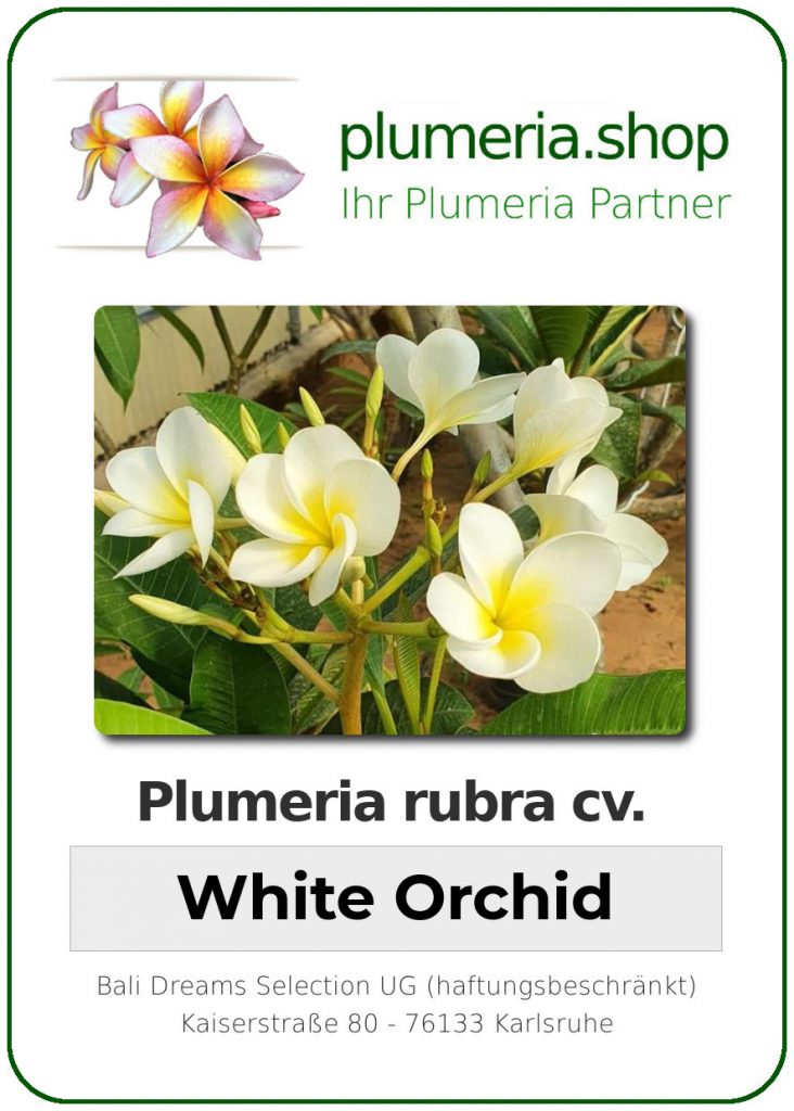 Plumeria rubra "White Orchid"
