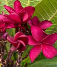 Plumeria rubra "Aussie Red"