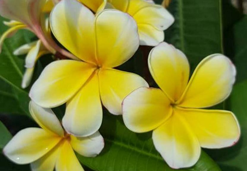 Plumeria rubra 'Buttercup'