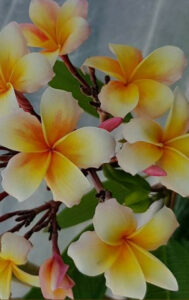 Plumeria rubra "Honey Pot"