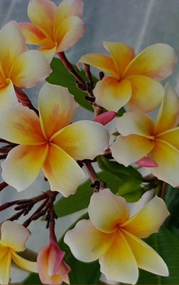 Plumeria rubra 'Honey Pot'
