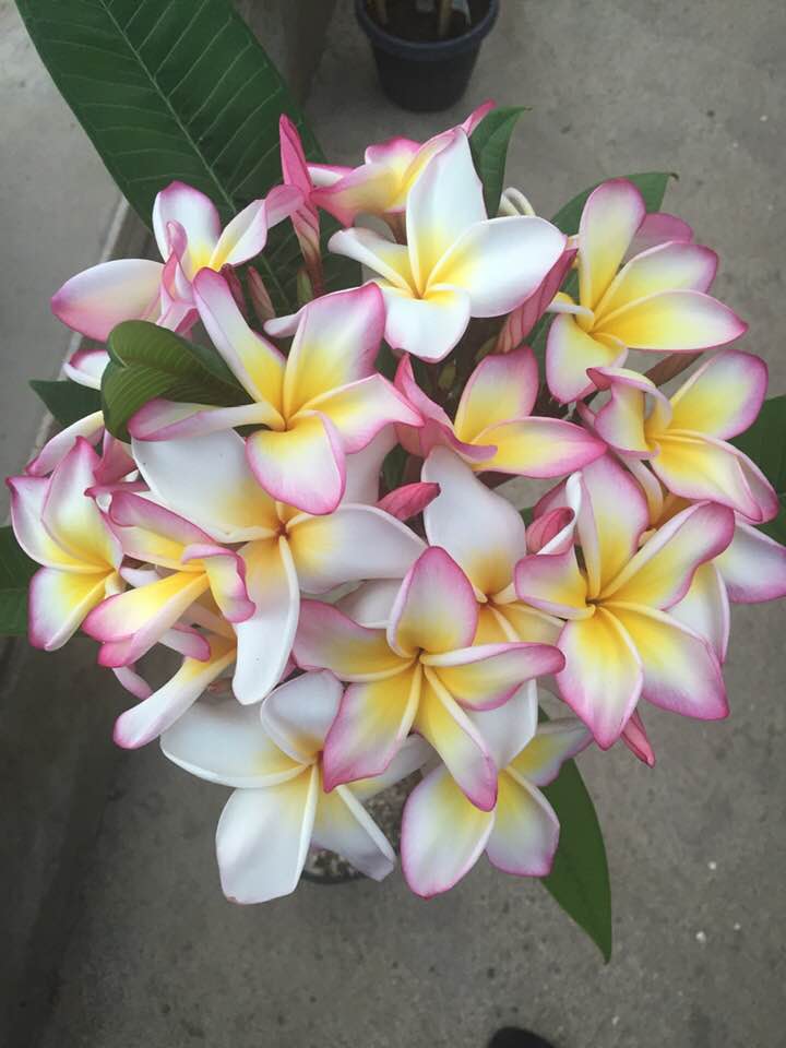 Plumeria rubra 'Jenny'