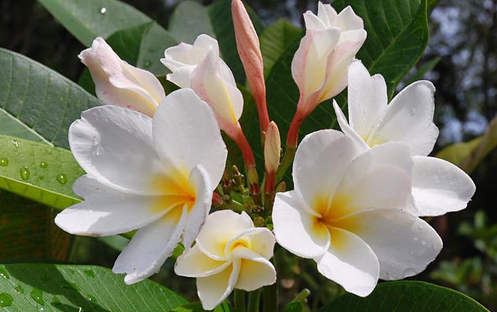Plumeria rubra 'Khao Bali'