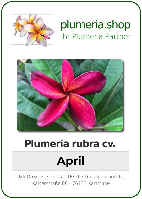 Plumeria rubra - &quot;April&quot;