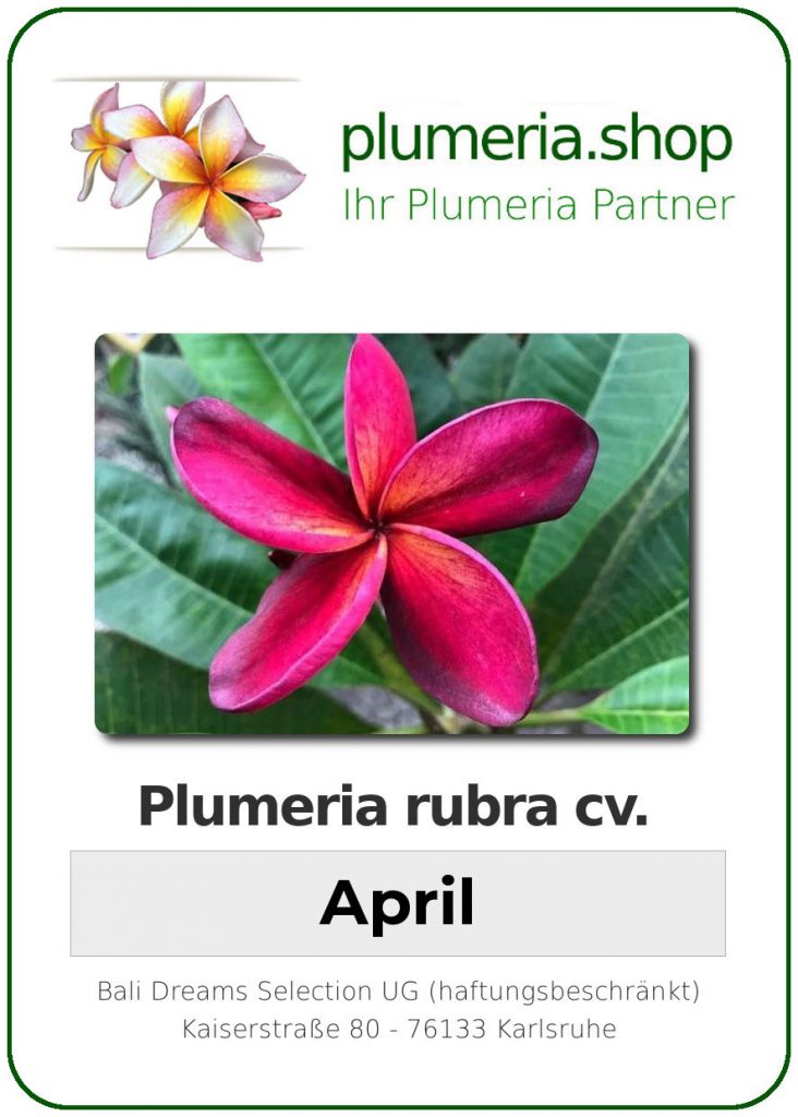 Plumeria rubra "April"