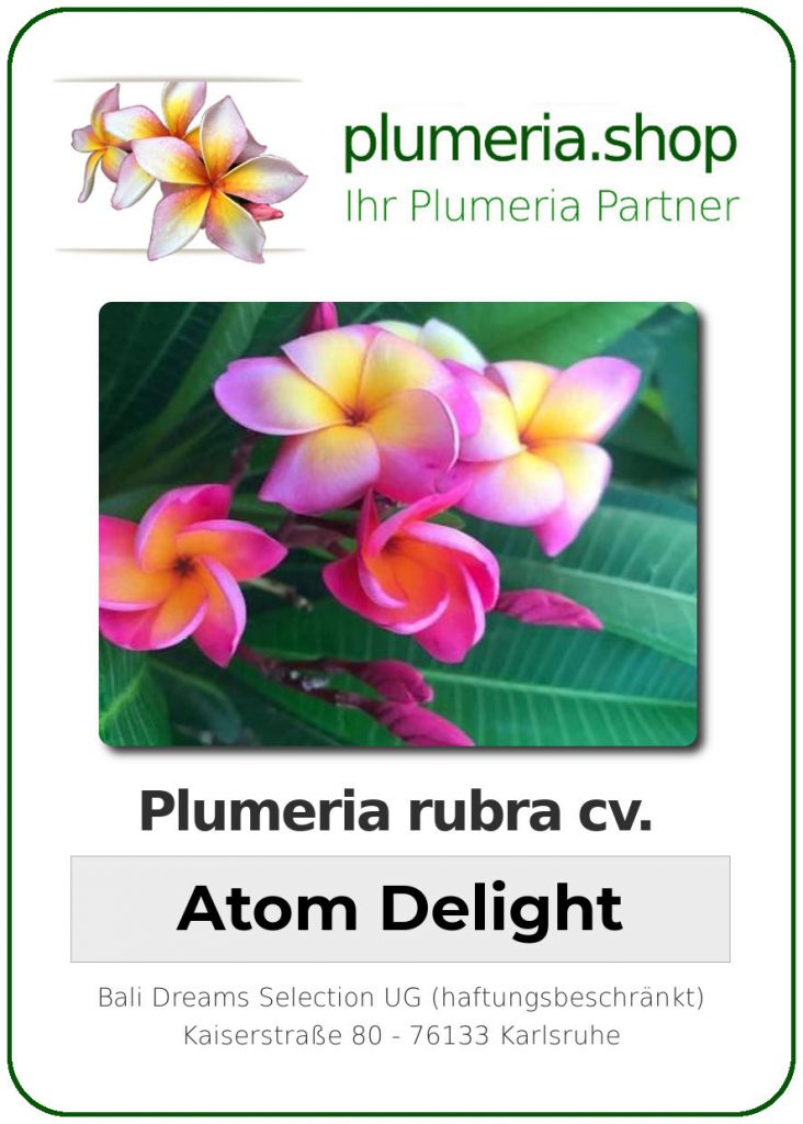 Plumeria rubra "Atom Delight"