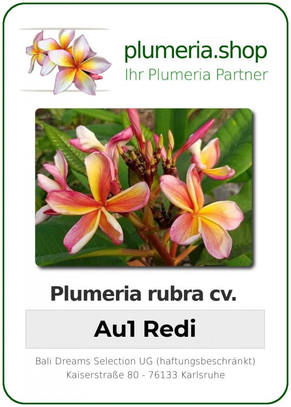 Plumeria rubra - "Au1 Redi"