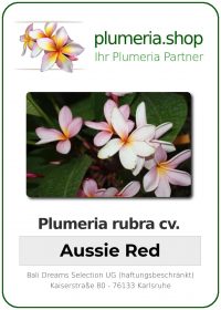 Plumeria rubra - &quot;Aussie Red&quot;
