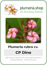 Plumeria rubra - "CP Dino"