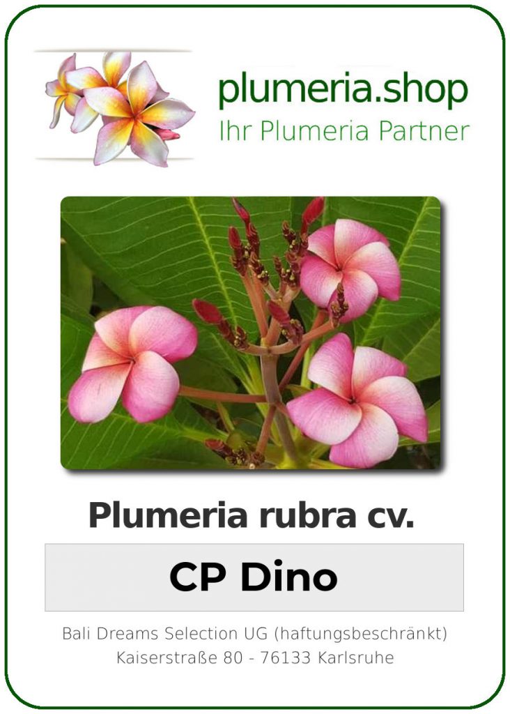 Plumeria rubra "CP Dino"