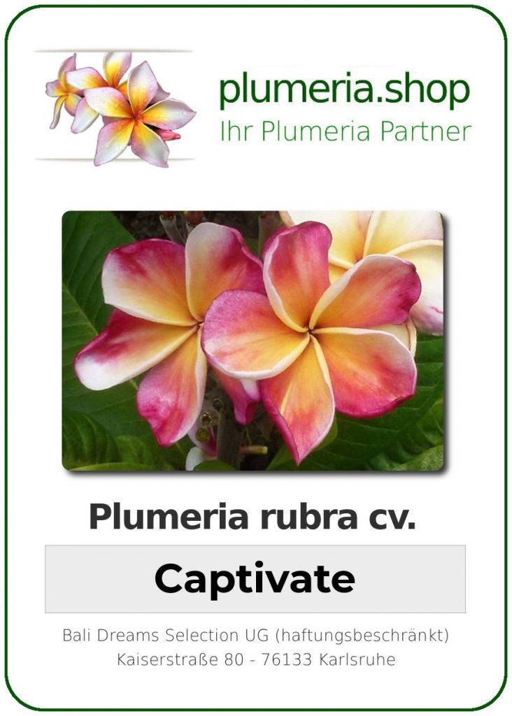 Plumeria rubra "Captivate"