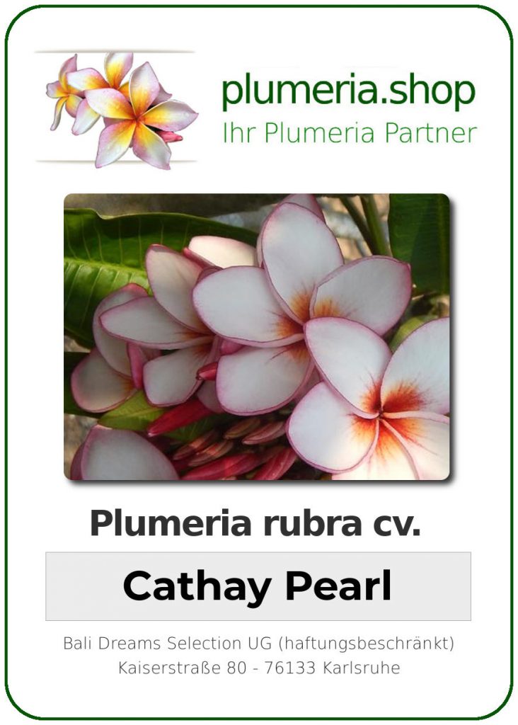 Plumeria rubra "Cathay Pearl"