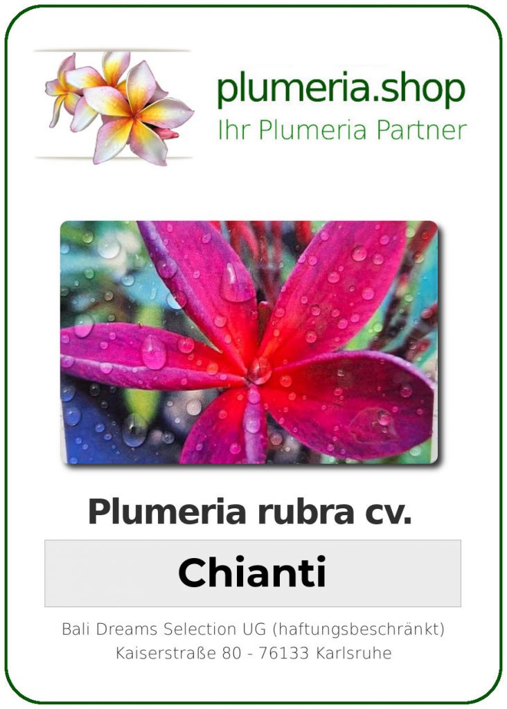 Plumeria rubra "Chianti"