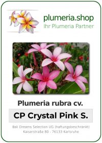 Plumeria rubra - &quot;Crystal Pink Seedling&quot;