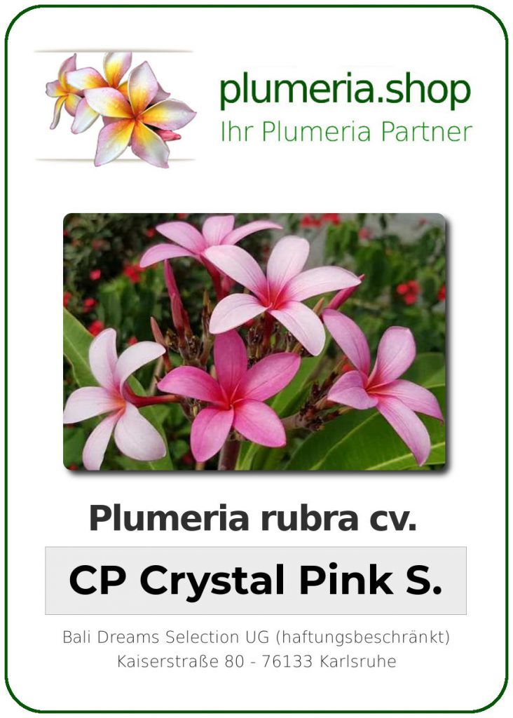 Plumeria rubra "Crystal Pink Seedling"
