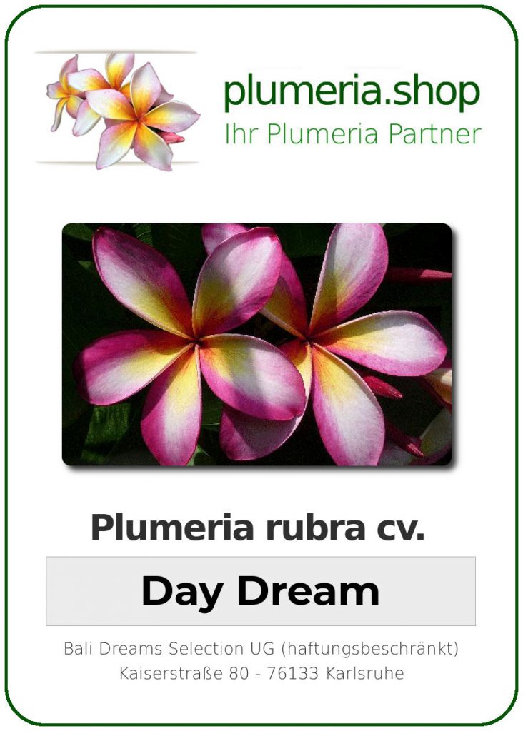 Plumeria rubra "Day Dream"