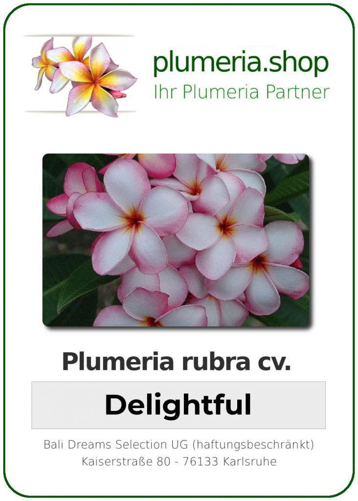 Plumeria rubra "Delightful"