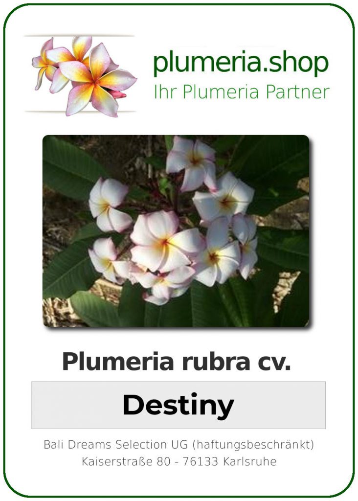 Plumeria rubra "Destiny"