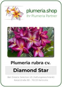 Plumeria rubra - "Diamond Star"
