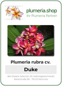 Plumeria rubra - "Duke"