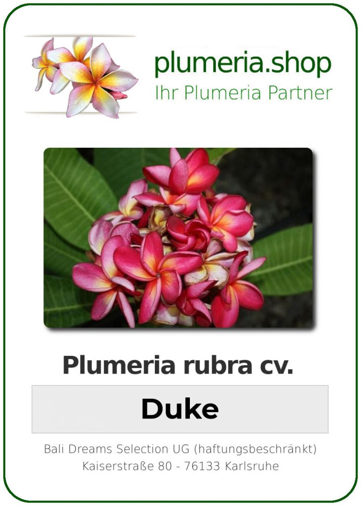 Plumeria rubra "Duke"
