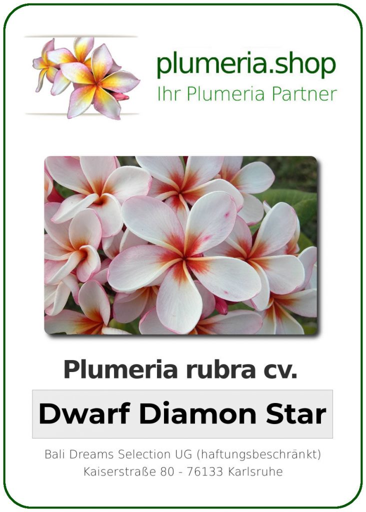 Plumeria rubra "Dwarf Diamond Star"