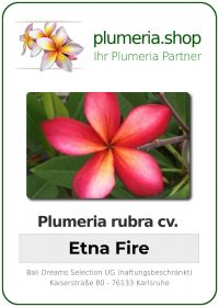 Plumeria rubra - "Etna Fire"