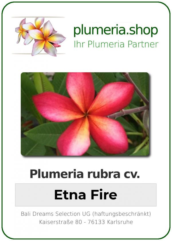 Plumeria rubra - &quot;Etna Fire&quot;