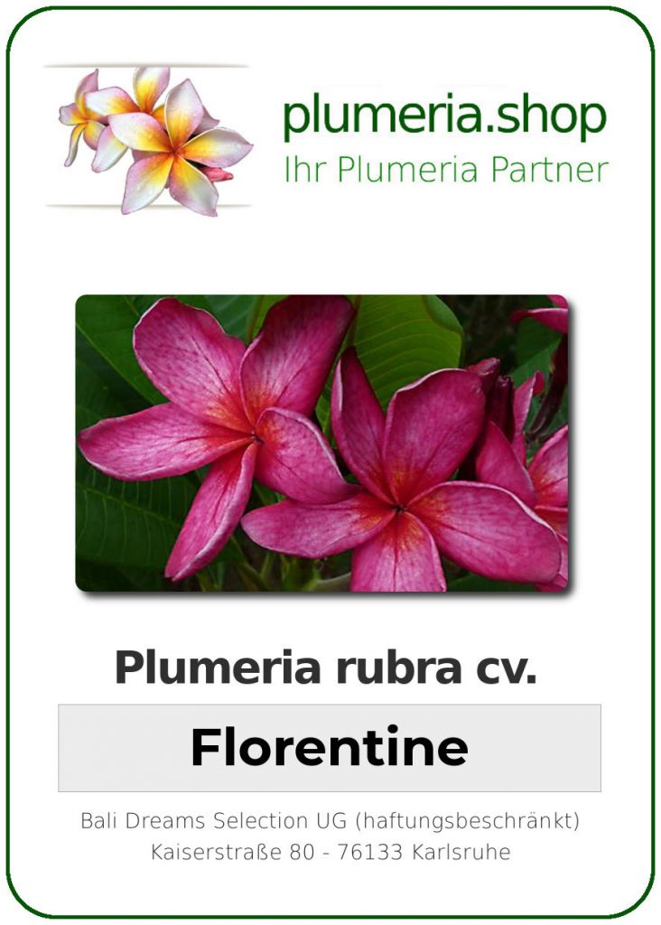 Plumeria rubra "Florentine"