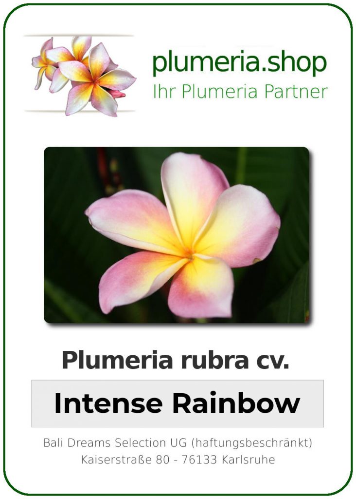 Plumeria rubra "Intense Rainbow"