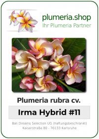 Plumeria rubra - &quot;Irma Hybrid 11&quot;