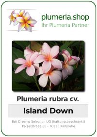 Plumeria rubra - "Island Down"