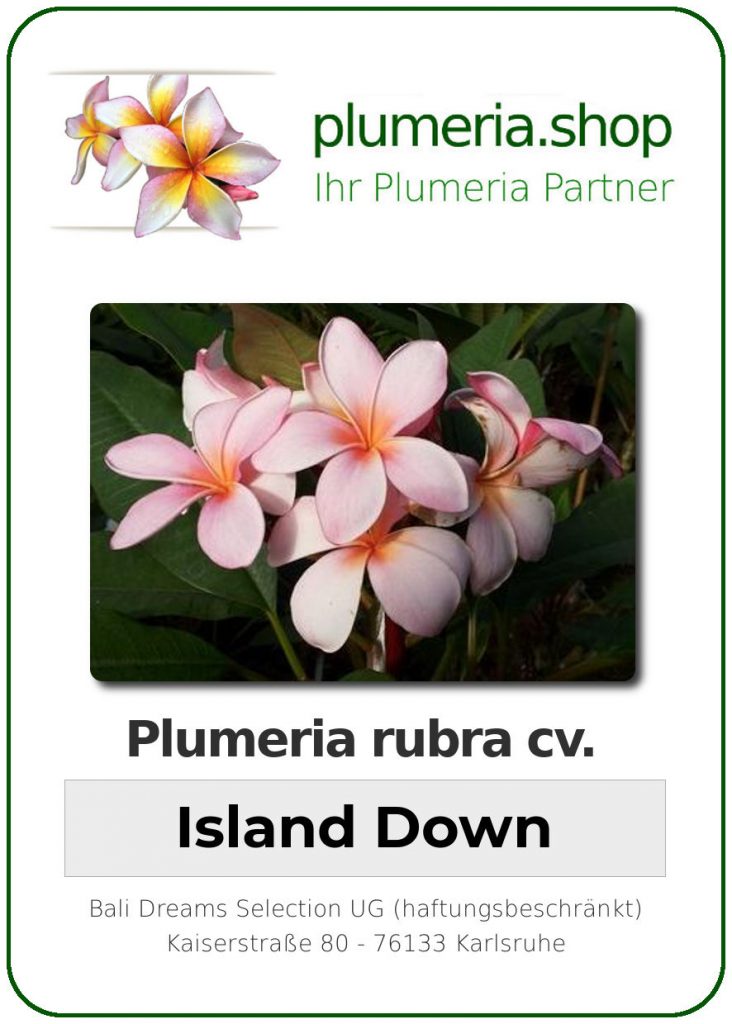 Plumeria rubra "Island Down"
