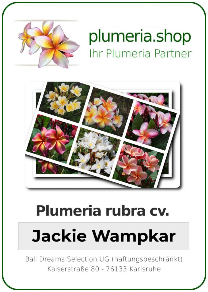 Plumeria rubra "Jackie Wampkar"