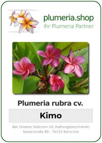 Plumeria rubra - "Kimo"