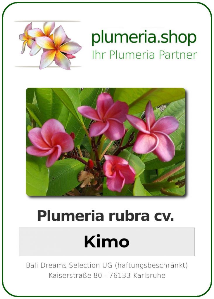 Plumeria rubra "Kimo", wurzelnackt