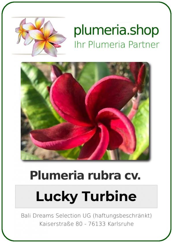 Plumeria rubra - &quot;Lucky Turbine&quot;