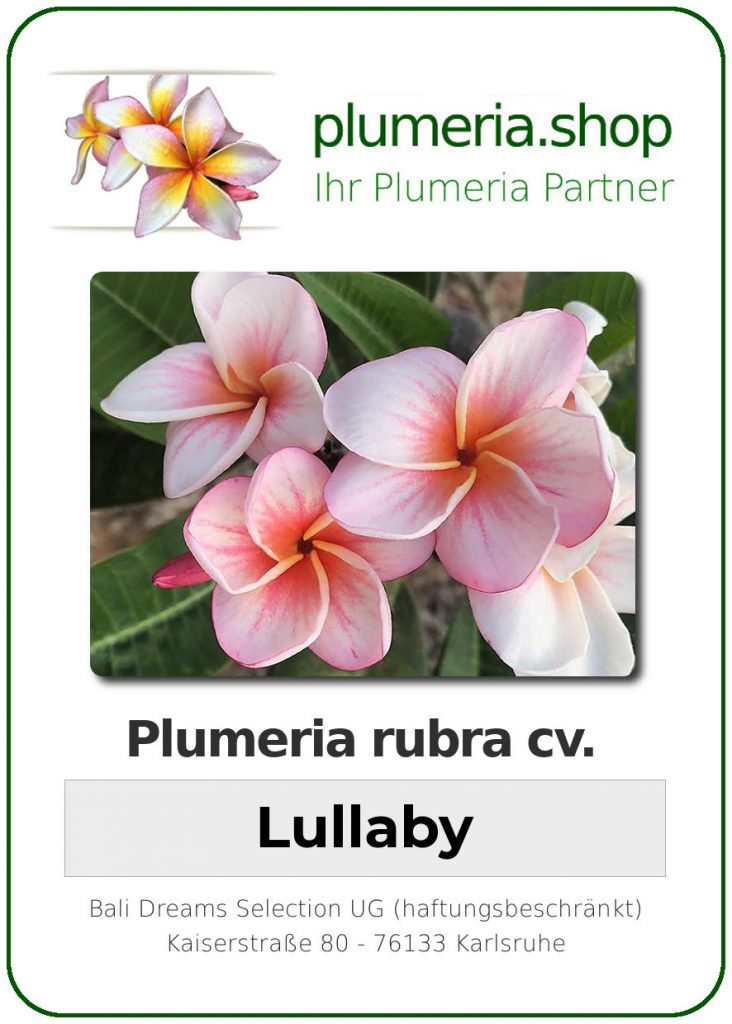 Plumeria rubra "Lullaby"