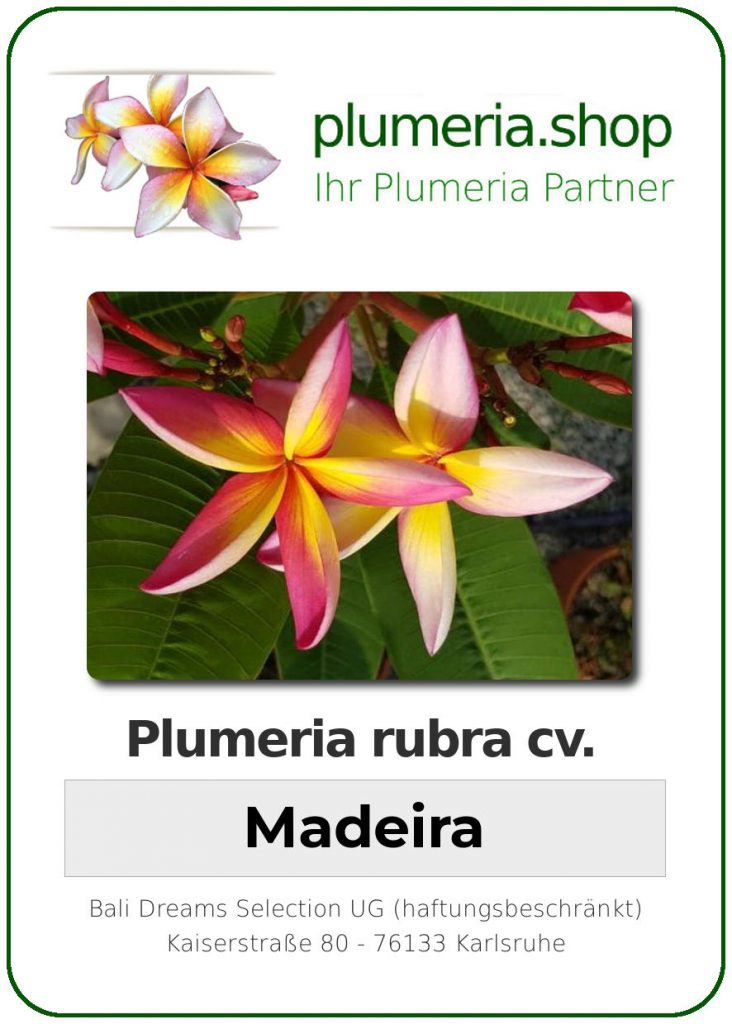 Plumeria rubra "Madeira"