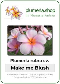 Plumeria rubra - "Make me Blush"