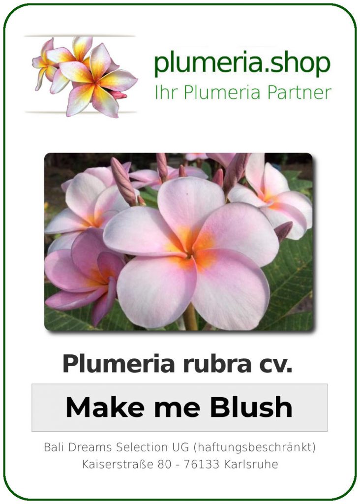 Plumeria rubra "Make me Blush"