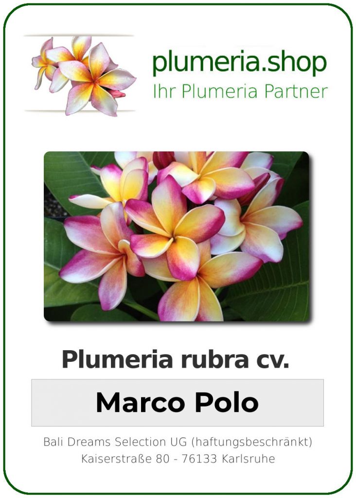Plumeria rubra "Marco Polo"