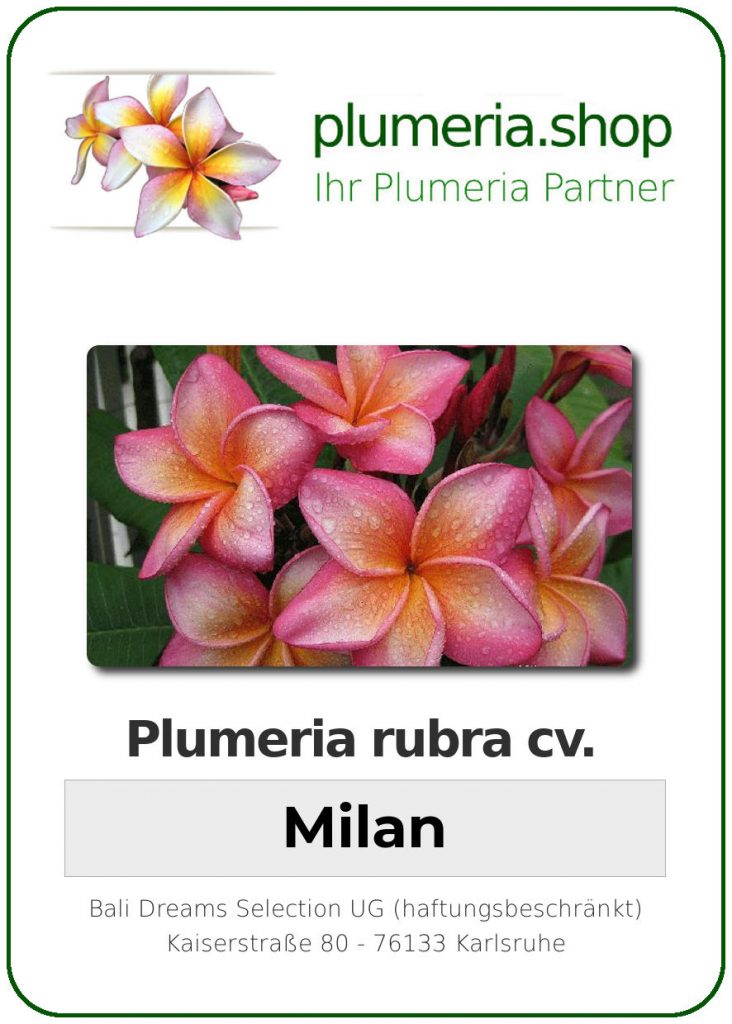 Plumeria rubra "Milan"